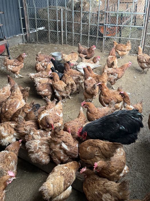 Куры обмен на петуха