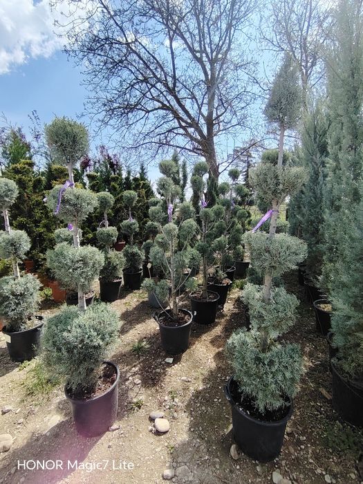 Vând plante ornamentale