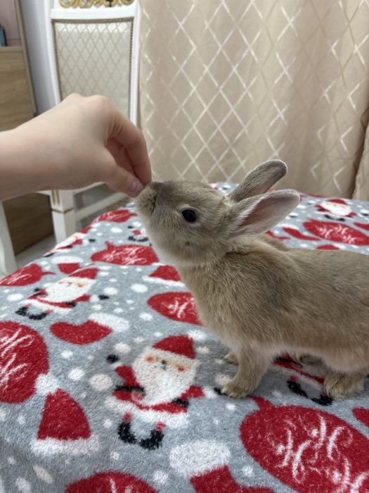 Кролик декоративный