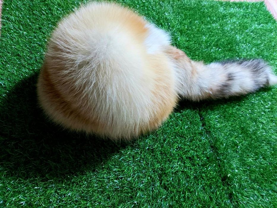 Продам женскую шапку.