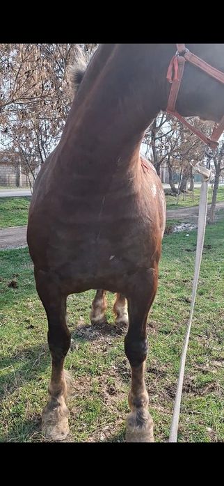 Продам супер кобылу