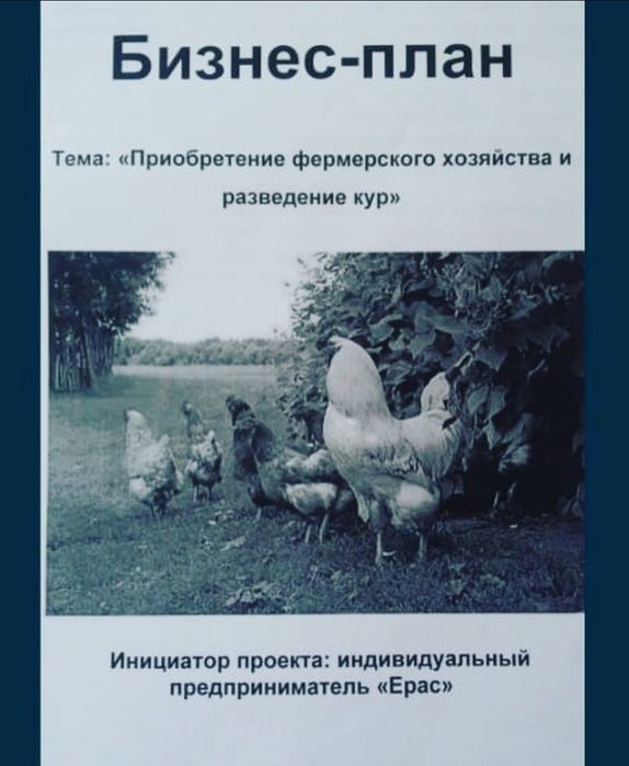 Несушка Ломан Браун тауык