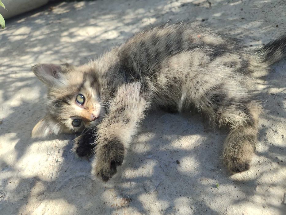Отдам котят в добрые руки