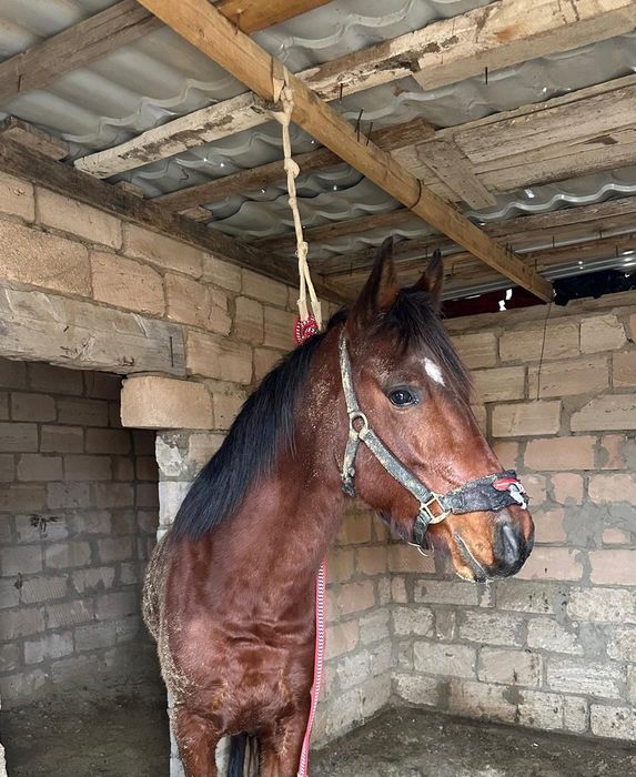 Агылшын Донен 3 жас