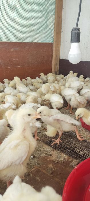 Продам бройлеров цыплят подросших