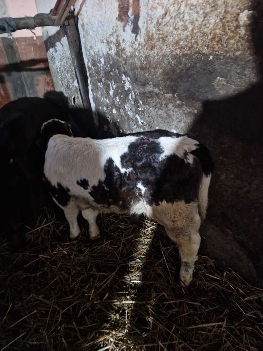 Vitei de lapte  de vanzare