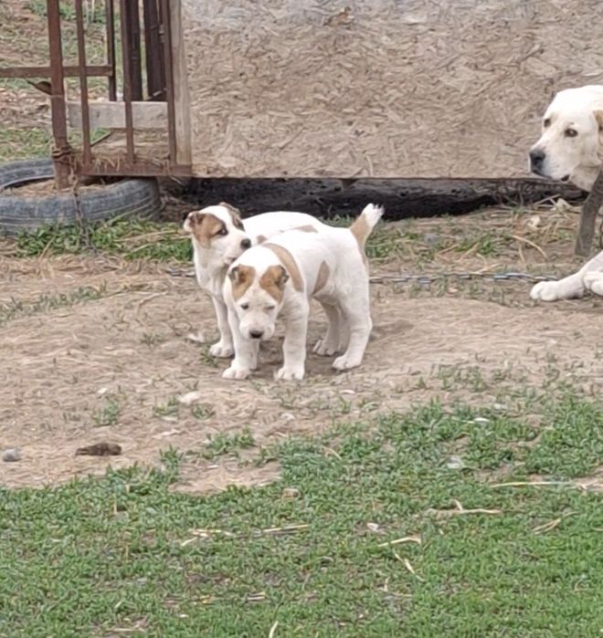 Алабай күшік сатылады. Алабай.