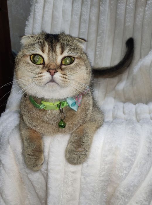 Продается молодая кошечка золотая шиншилла