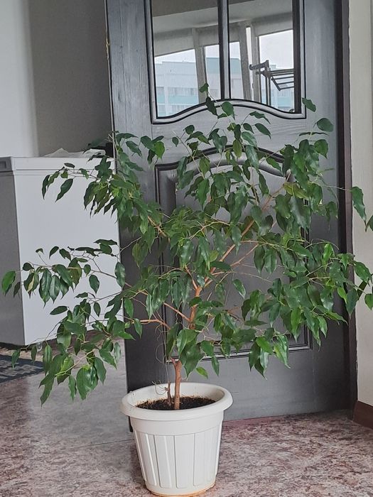 Срочно Бөлме  Гулдері от 500 -до 5000