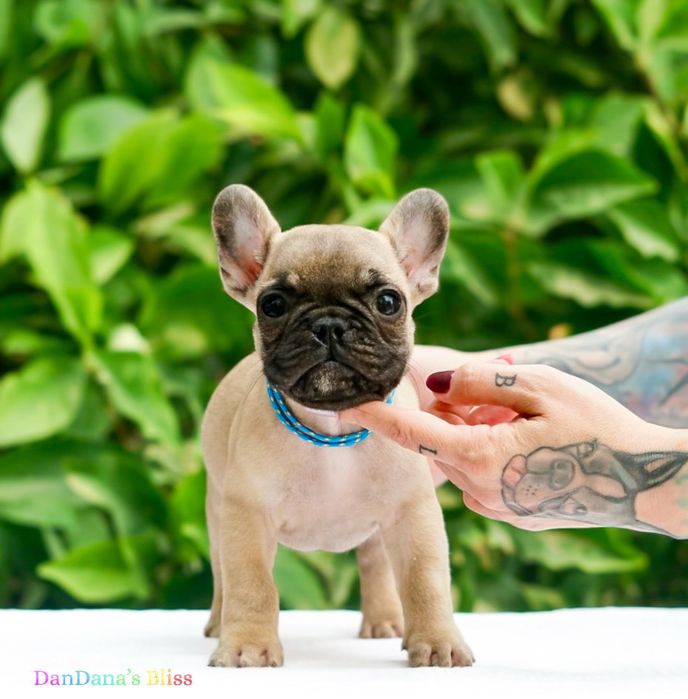 Bulldog francez bej cu pedigree - baietel