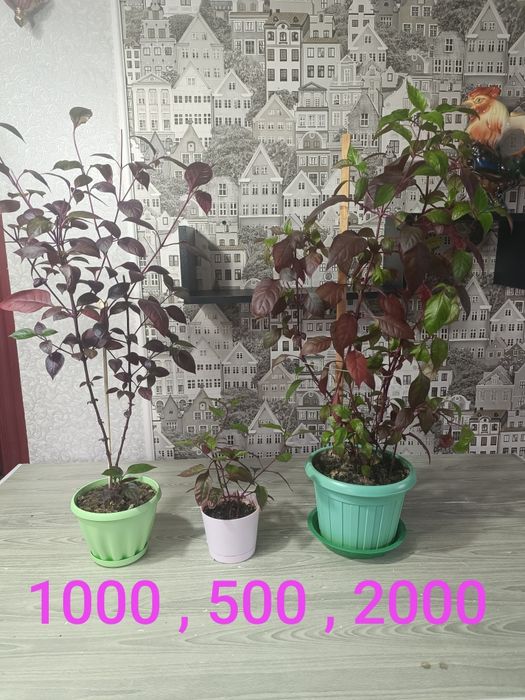 Цветы не дорого   от 500 и выше