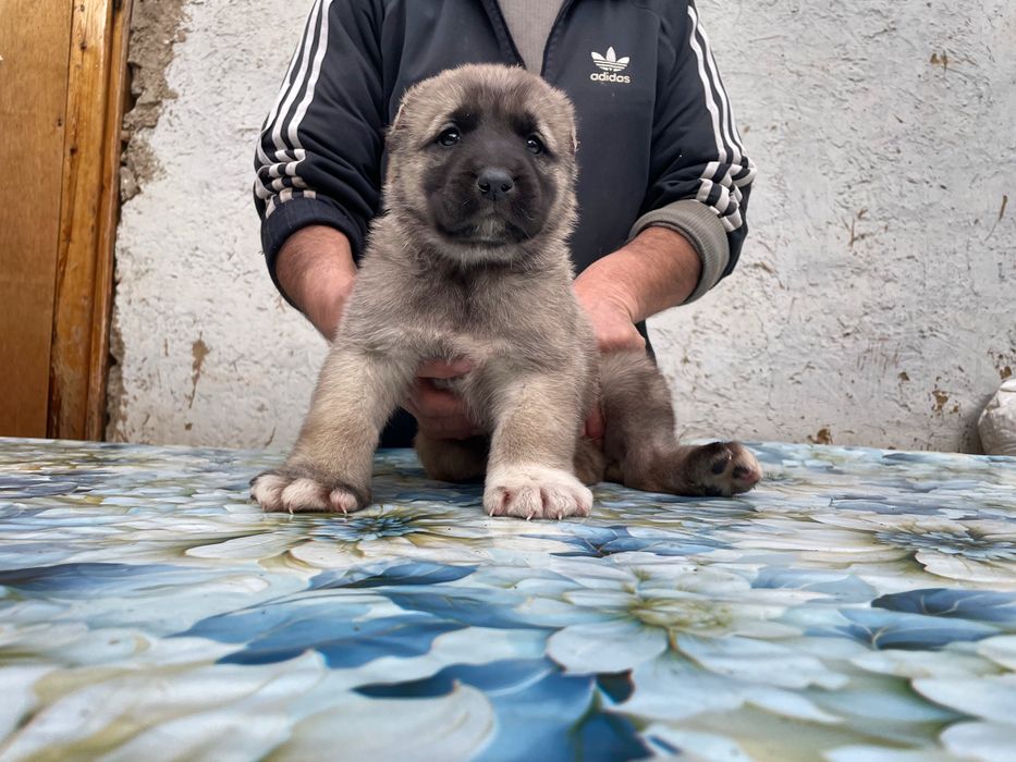 Щенок турецкого кангала ( чистокровный )