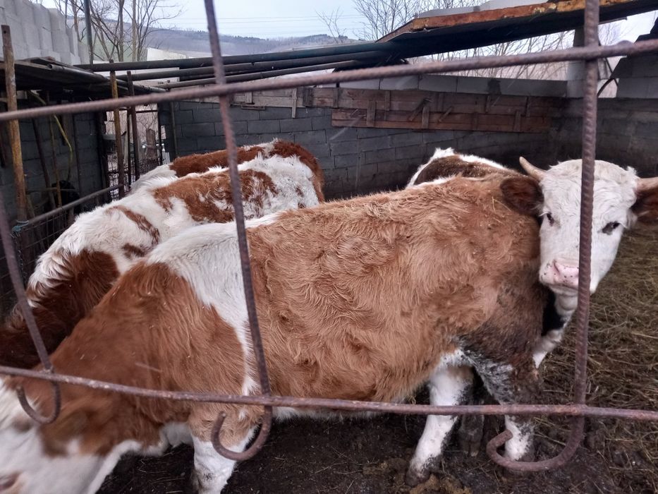 Junici baltata românească