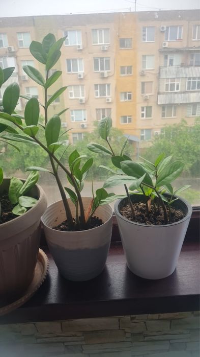 Комнатные растения
