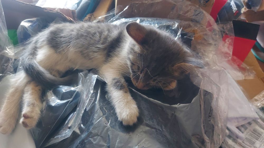 Котята котята мысык