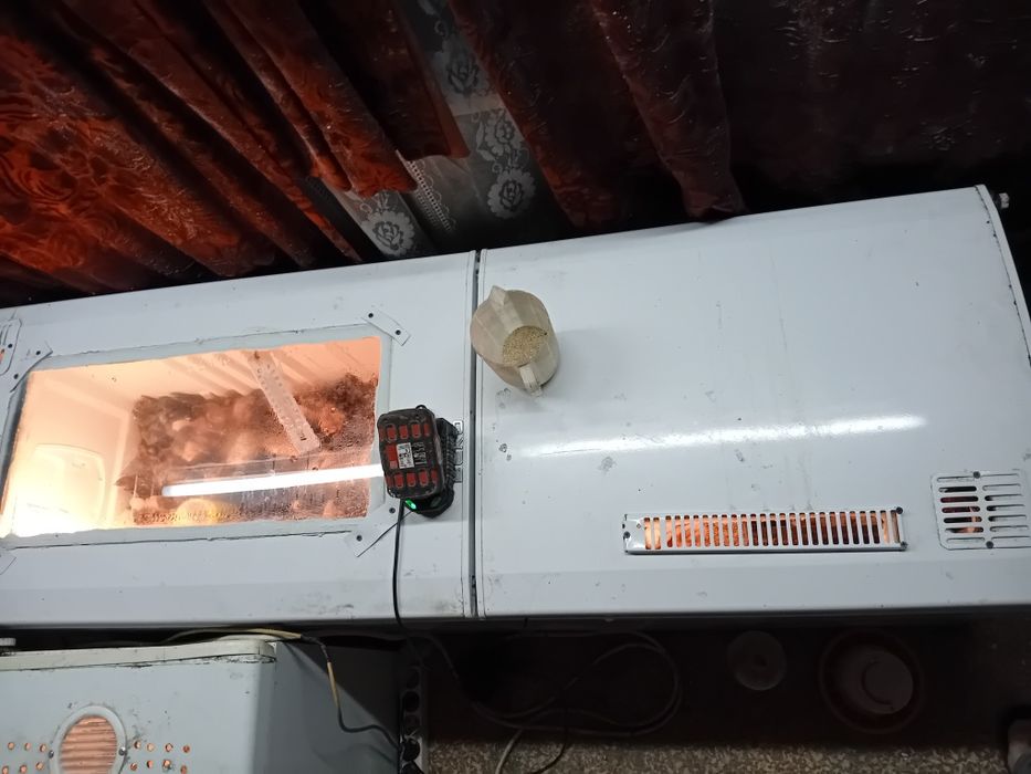 Поладки, пилета, породи за яйца