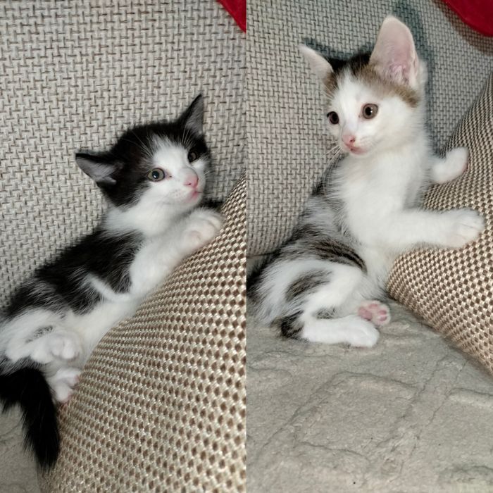 Отдам бесплатно домашних котят