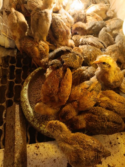 Цыплята 2 недельные