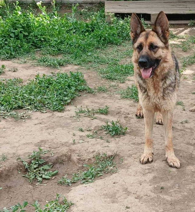 Немски овчарки мъжки и женски