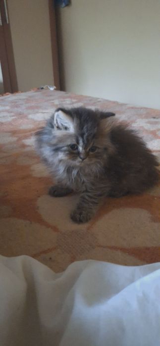 Персийски котета