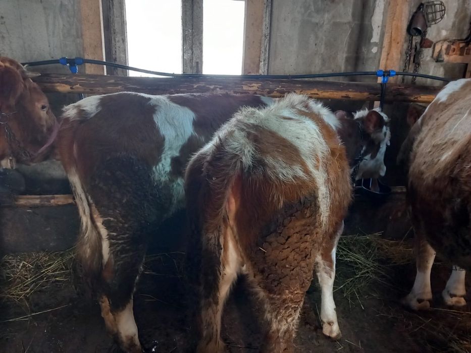 Vand animale si o moară de porumb