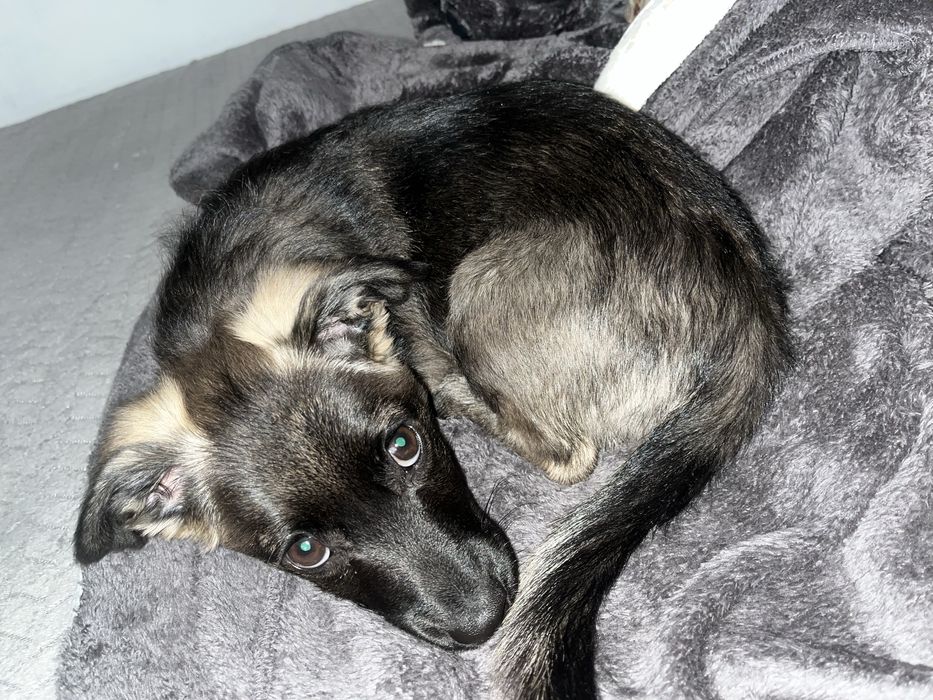 Donez cațelușa talie mica