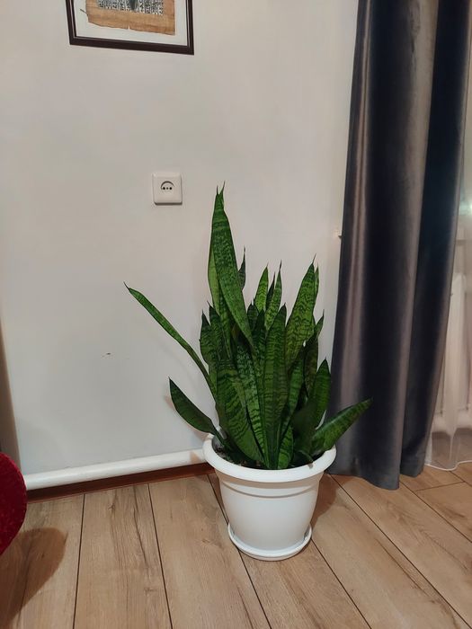 Цветы сансевиерия