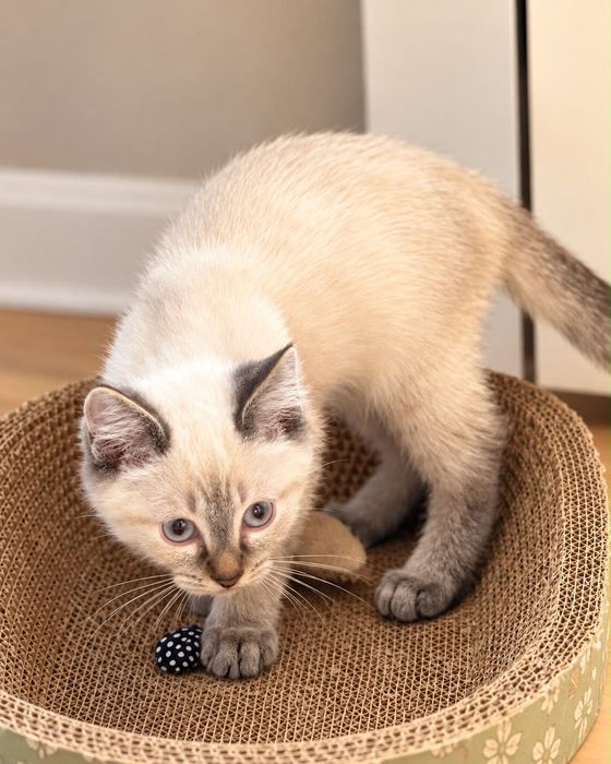 Котёнок Саймон,красавчик!
