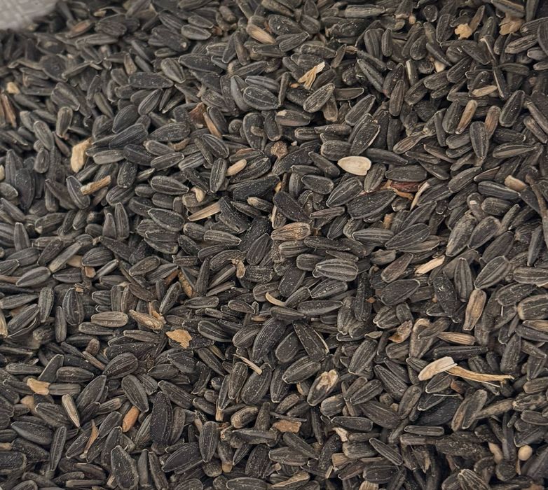 Vand triticale de calitate