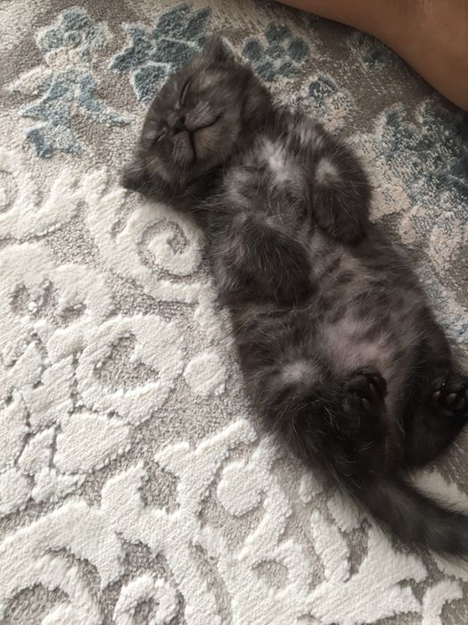 сатлпды мысық