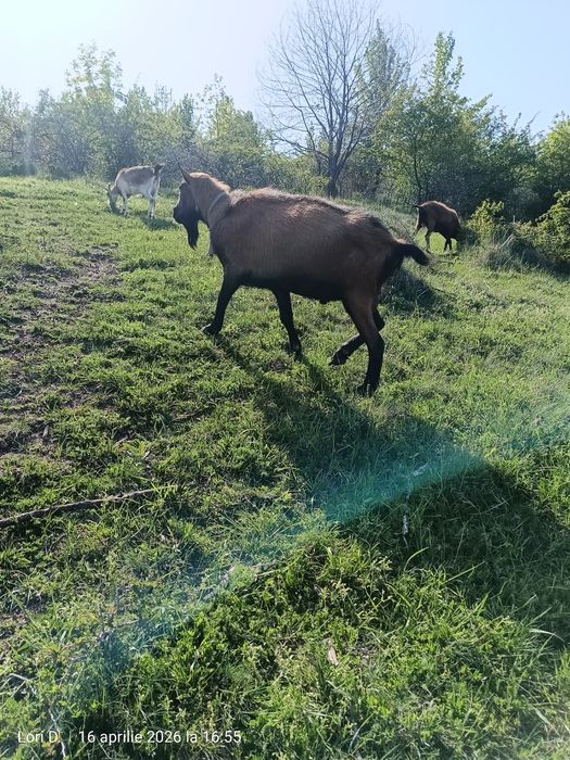Țap alpin, ciut genetic
