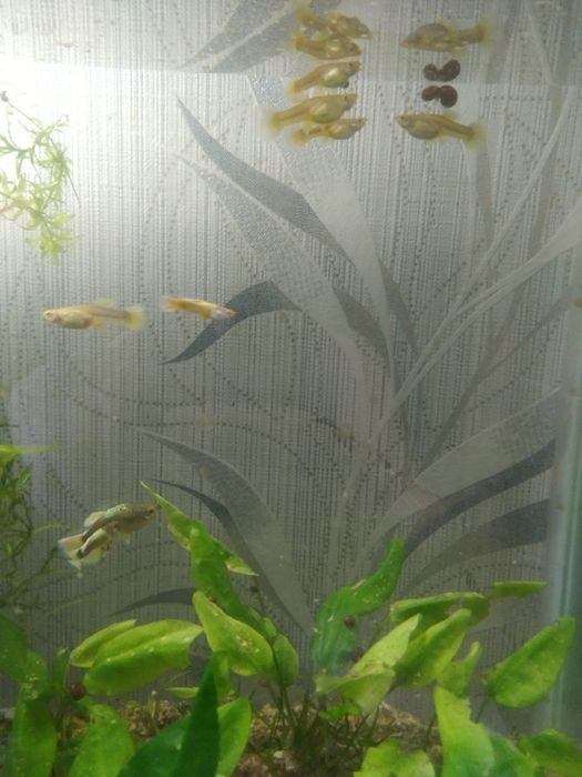 Продам гуппи чистая линия