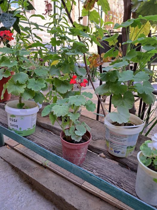 Герани комнатные цветы