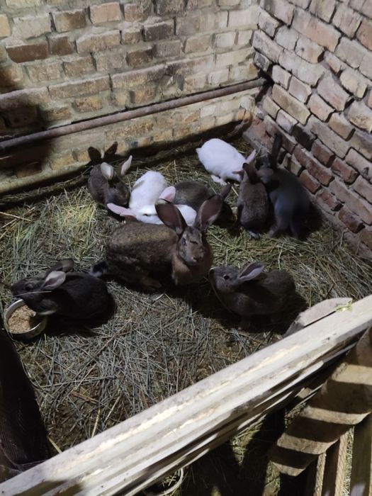 Кролики на продажу  Великан