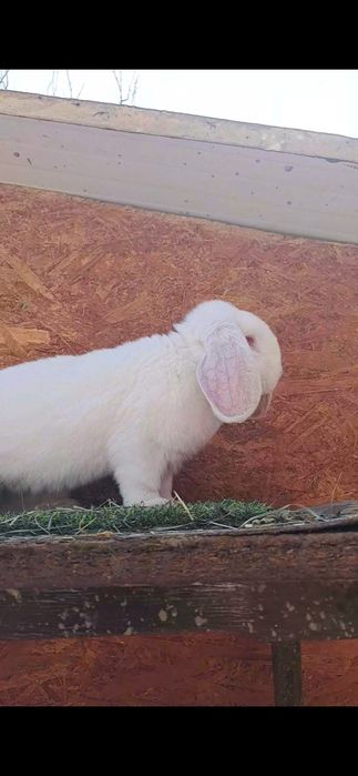 Mascul berbec german