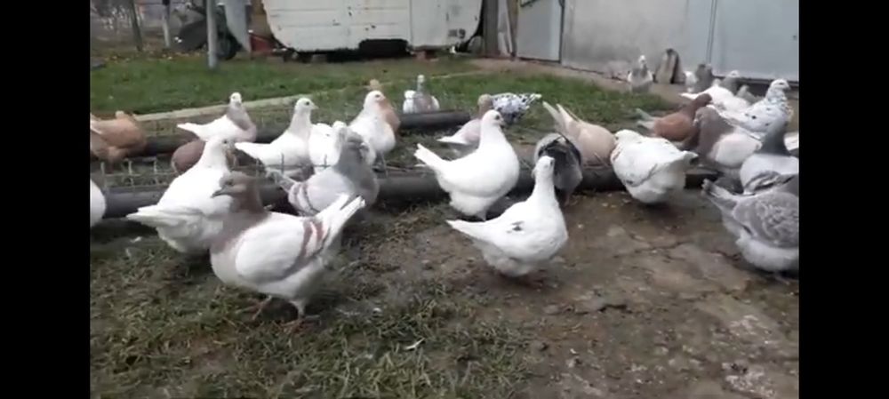 Porumbei Texani noua linie