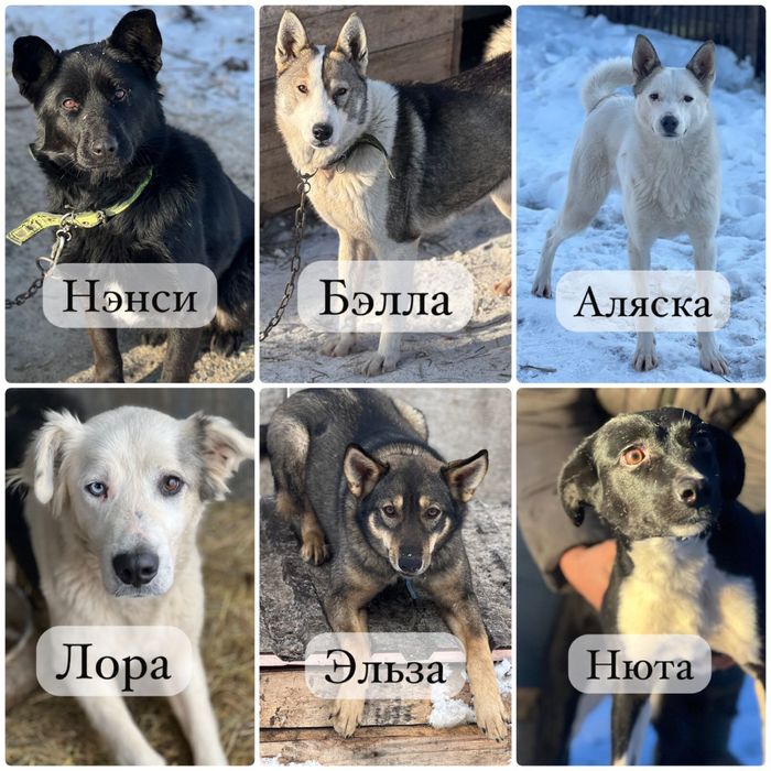 Собаки ищут семью