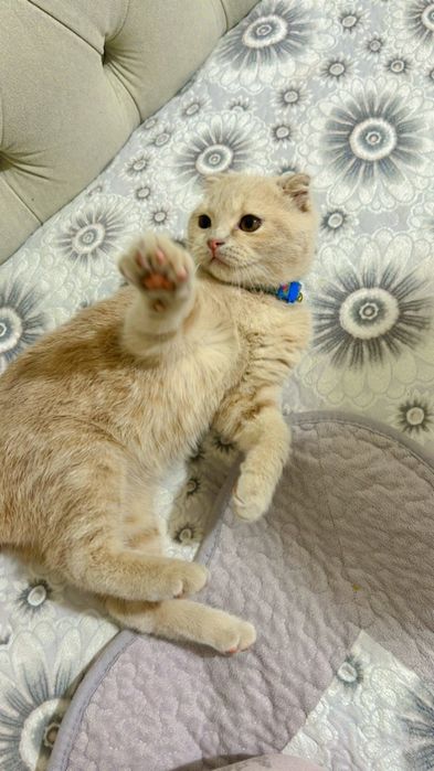 Mushukcha sotiladi 3 oylik skotish fold