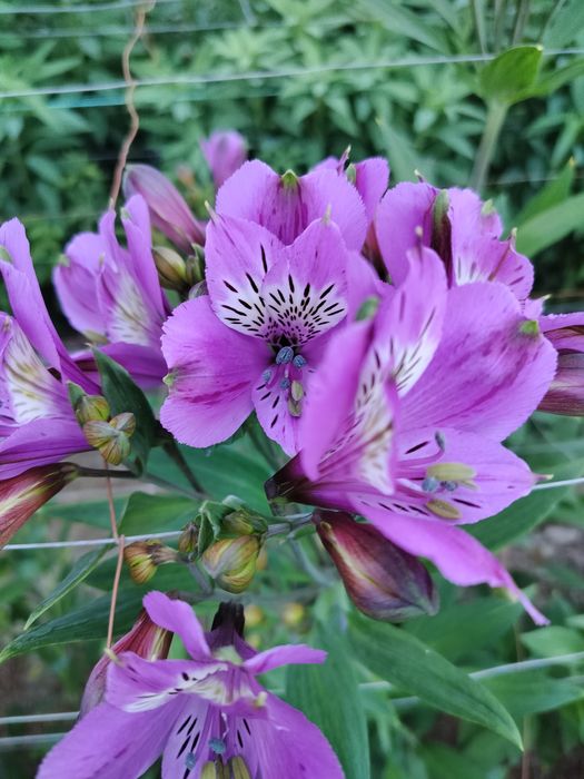 Альстромерия саженцы