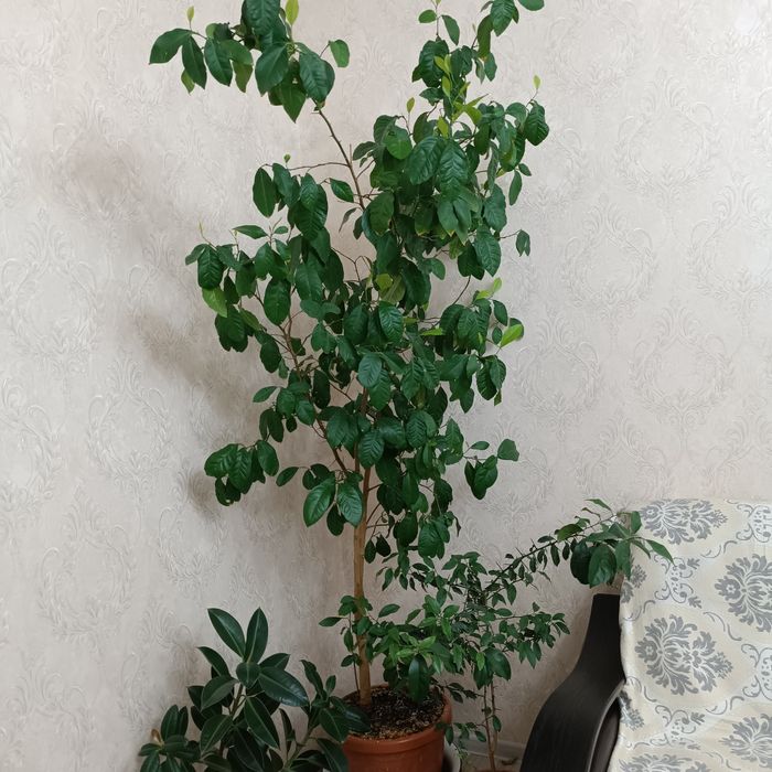 Лимонный растение дерево