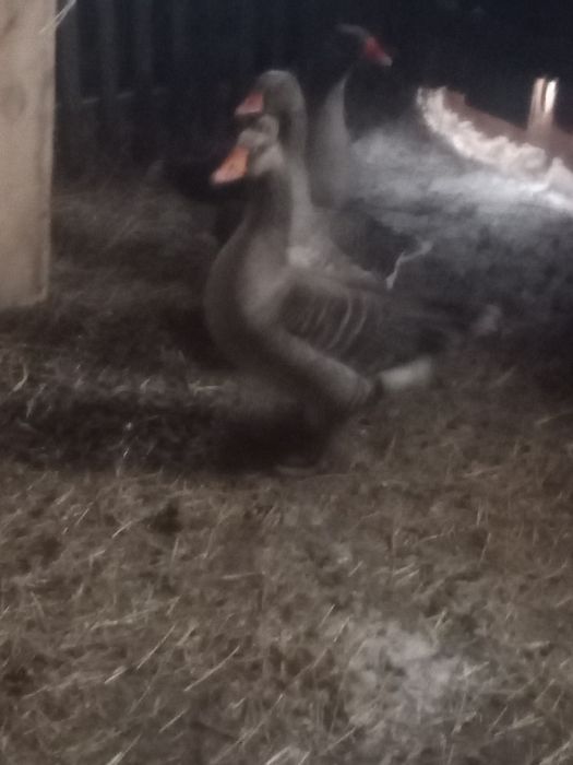 Продама гусака или обмен