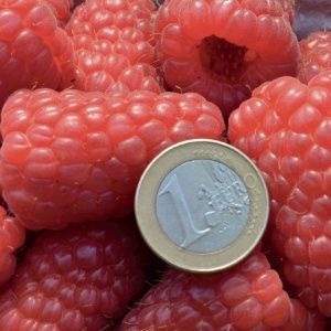 Продавам расад ягоди и малини