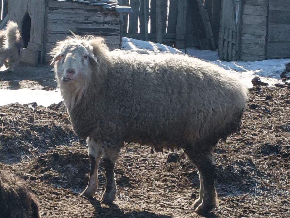 Қошқар сатылады, қойлар қозылы