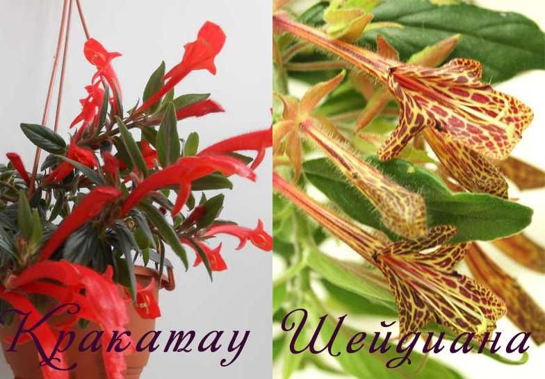 Колумнея или золотая рыбка