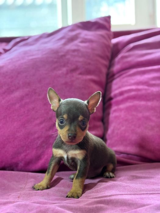 Щенки той-терьера