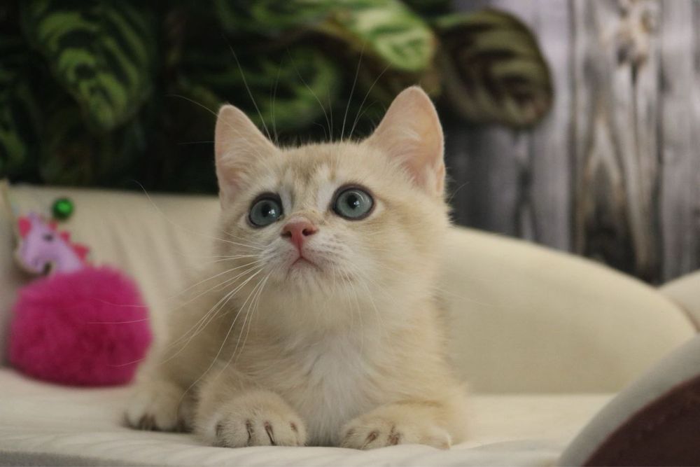 Британские мальчики