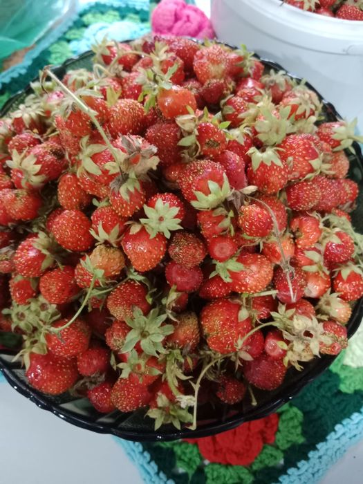 Продам клубнику домашняя