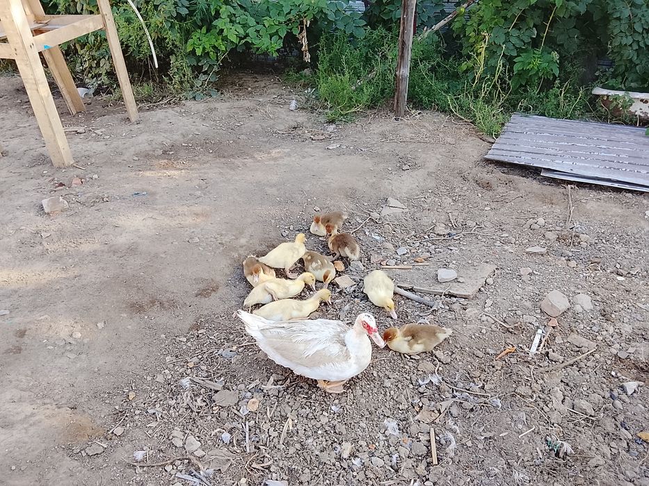 Прадам индаутка цплята