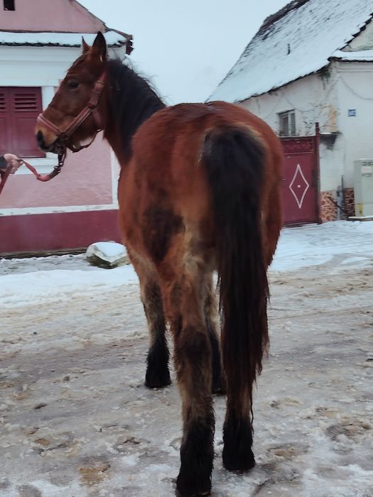 Mânz disponibil de un an și patru luni