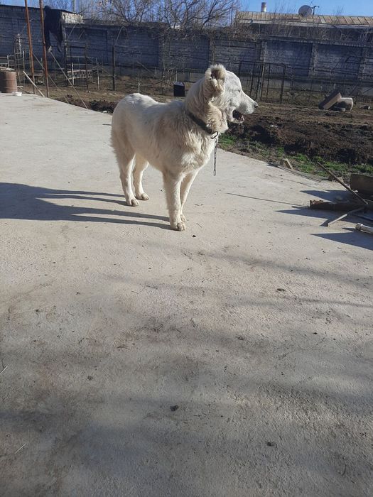 Алабай Сотилади.